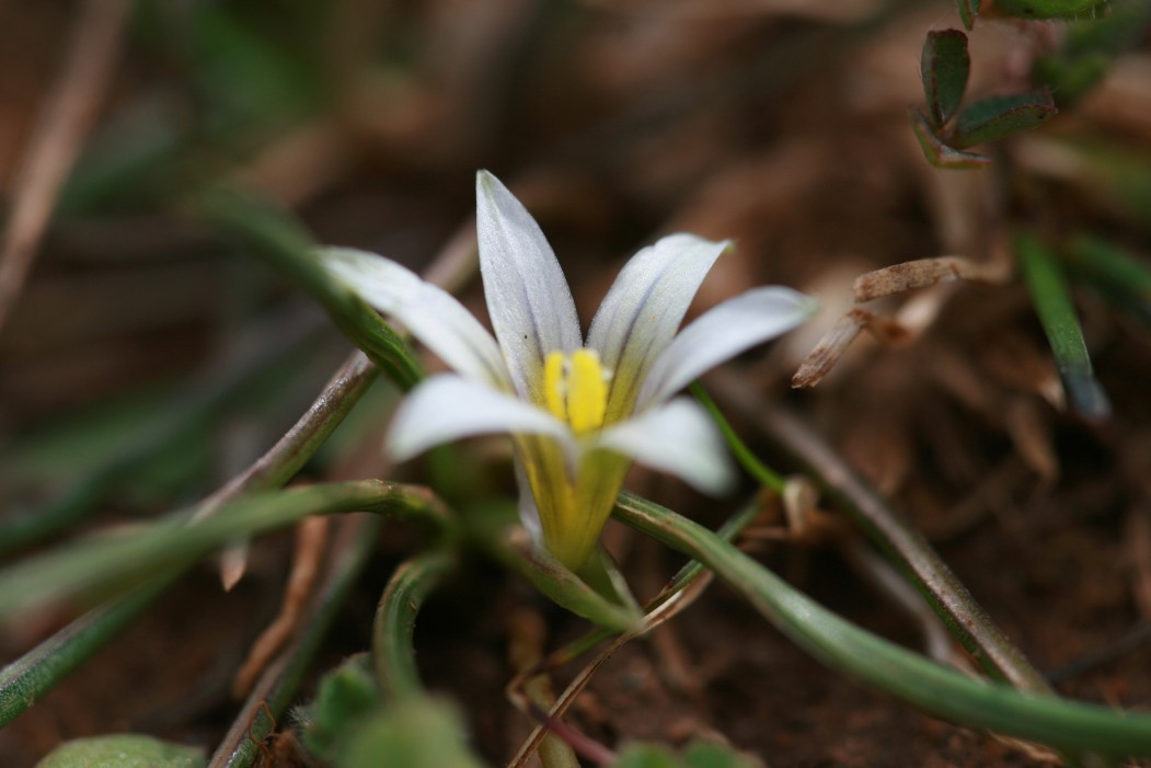 Romulea ramiflora dalla sardegna